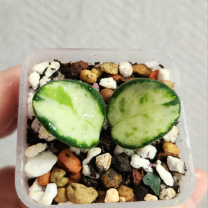 호야 마틸드 바리에가타