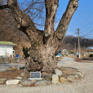 탁구라켓,싸이프레스v맥스구매