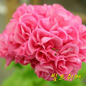 빛프쉬케 제라늄