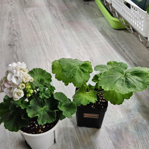 제라늄. 2종