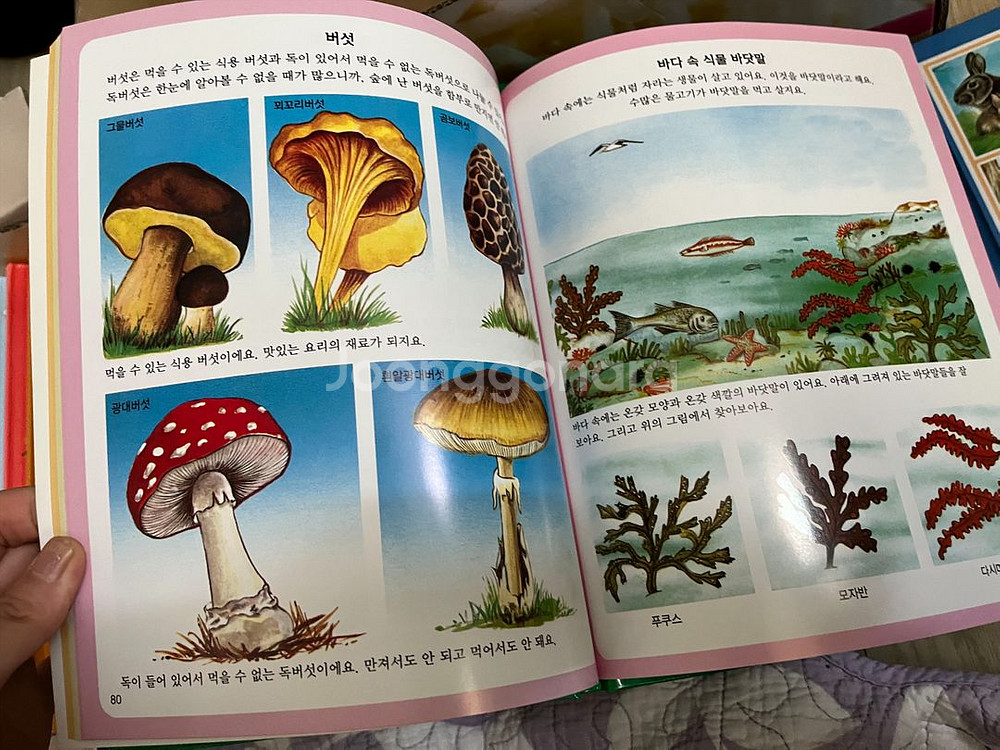 최상급) 30만원 가까이주고산 전집22권 웅진비쥬얼백과--3