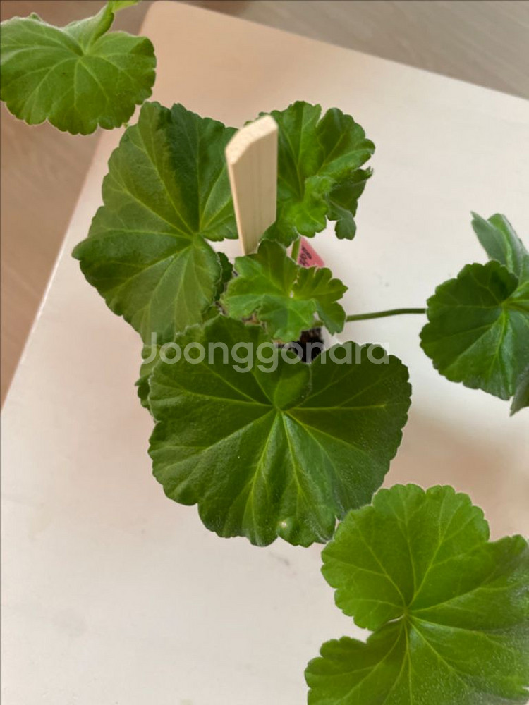 제라늄 파리지앵(파리잔카)--0