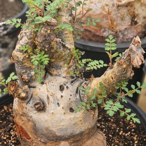 파키코르무스 디스칼라 (아프리카식물/코덱스)