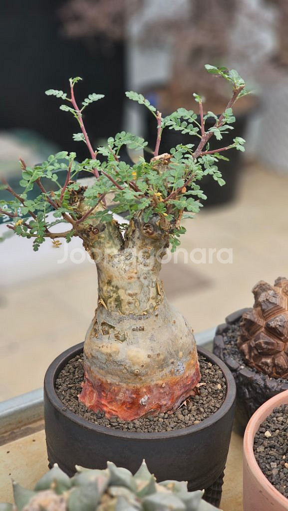 파키코르무스 디스칼라 (아프리카식물/코덱스)--1