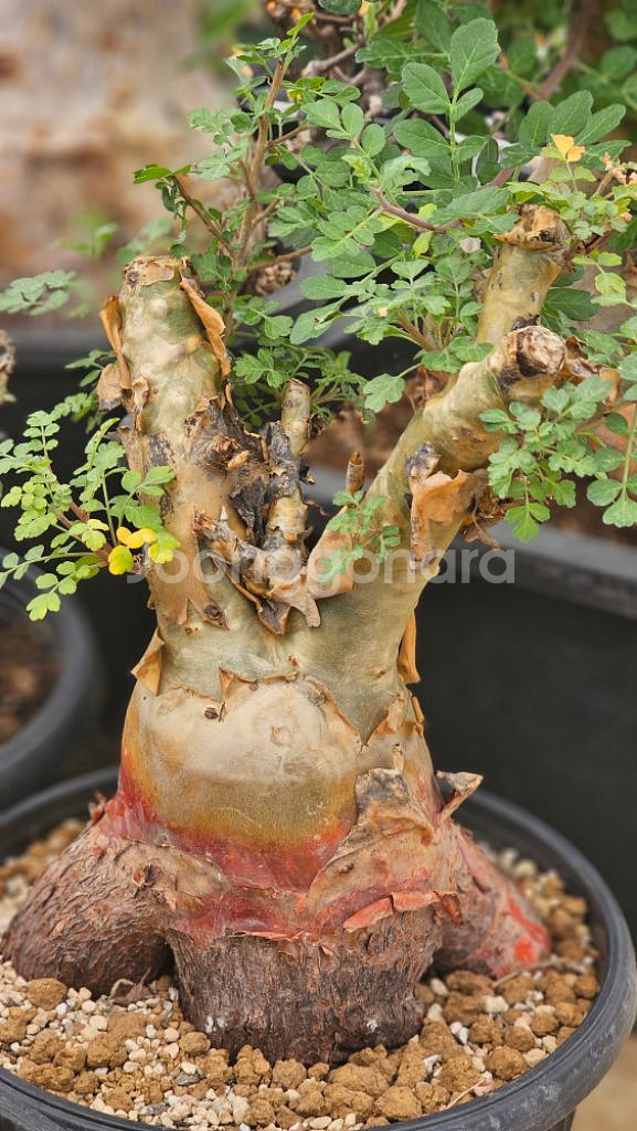 파키코르무스 디스칼라 (아프리카식물/코덱스)--2