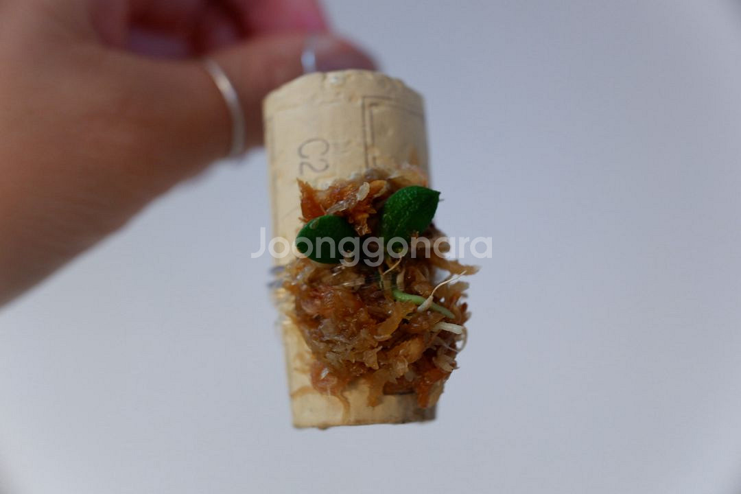 덴드로비움 링귀포메 소형 부작난--0