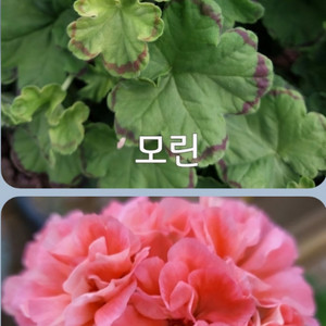 제라늄 모린 (잎테두리 물드는)0.8