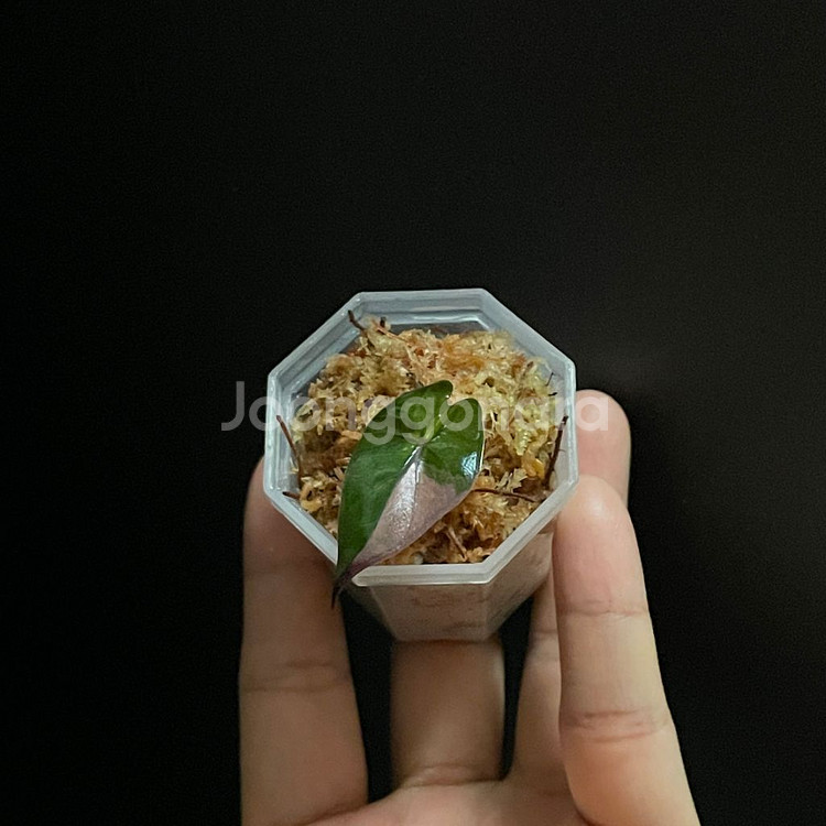 알로카시아 플럼배 바리에가타--0