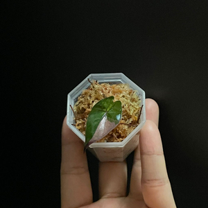 알로카시아 플럼배 바리에가타