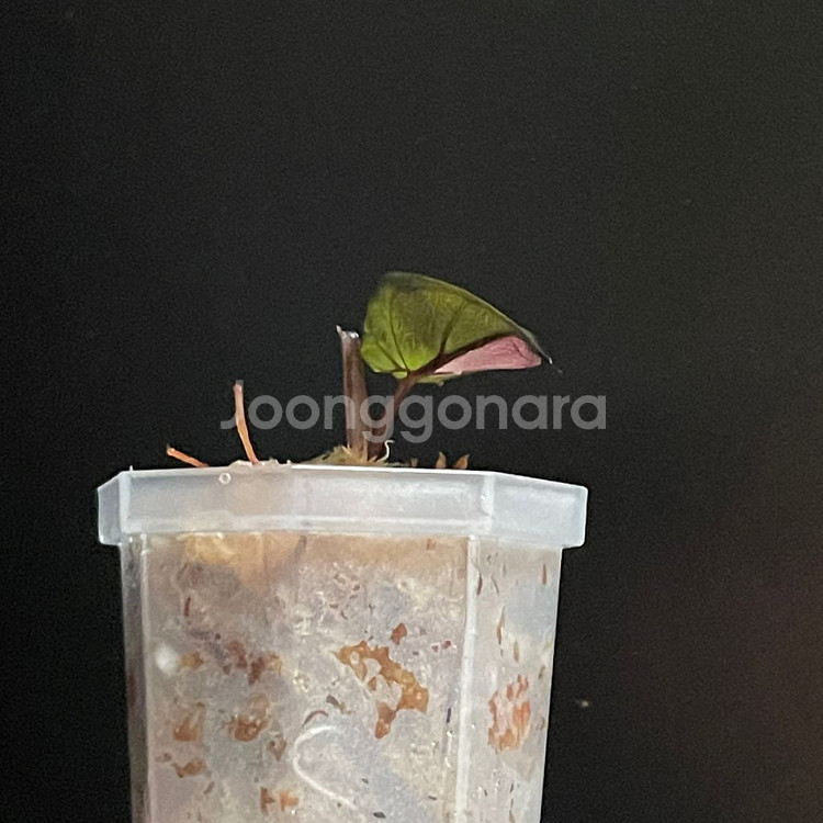 알로카시아 플럼배 바리에가타--1