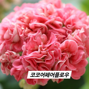 코코어페어플로우 K 제라늄