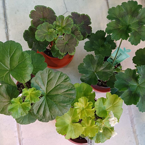 넬라판타지아와 제라늄3종 세트