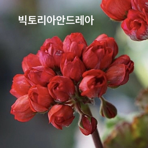 제라늄 빅토리아안드레아(튤립형)