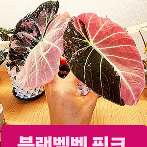 알로카시아 블랙벨벳 핑크 바리에가타