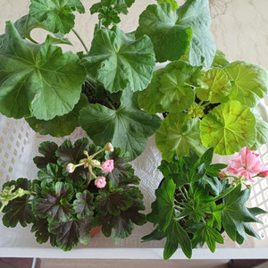 메이드인스웨덴과 제라늄3종