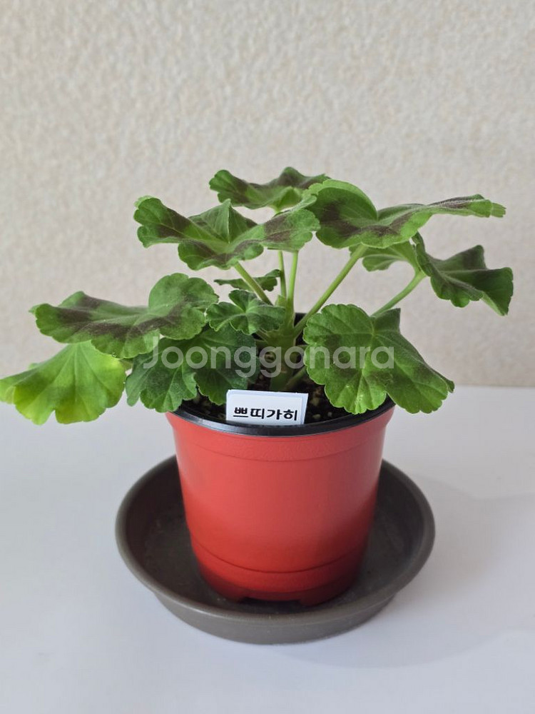 쁘띠가히 제라늄--0