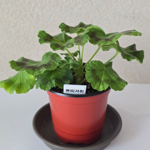 쁘띠가히 제라늄