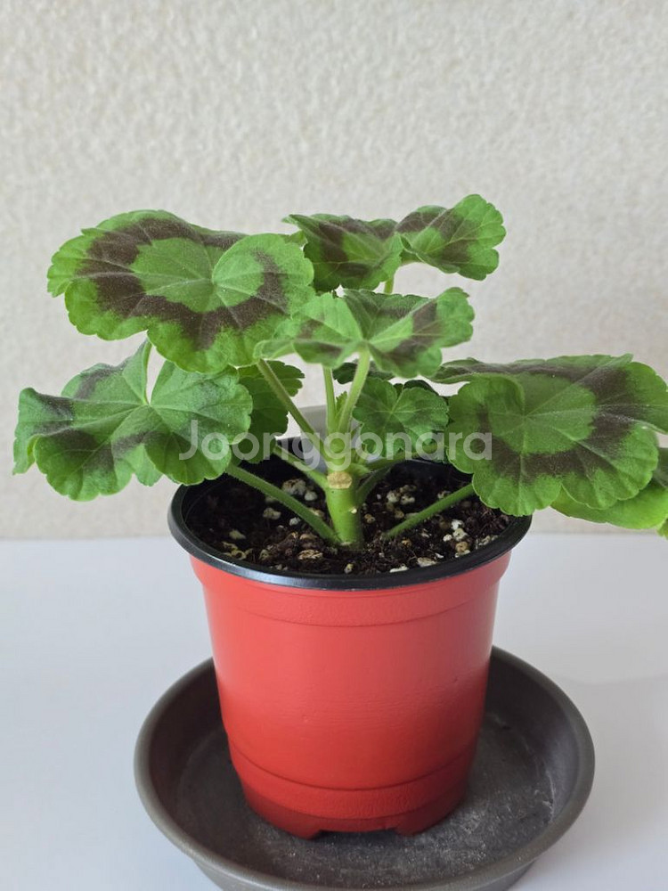 쁘띠가히 제라늄--1