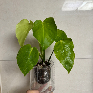 라임 몬스테라