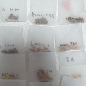 사랑초25종