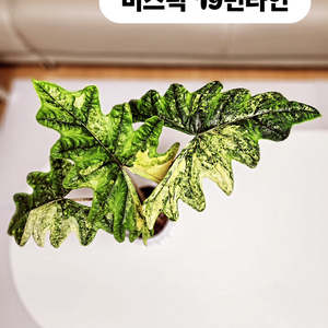 S급 알로카시아 잭클린미스틱 바리에가타