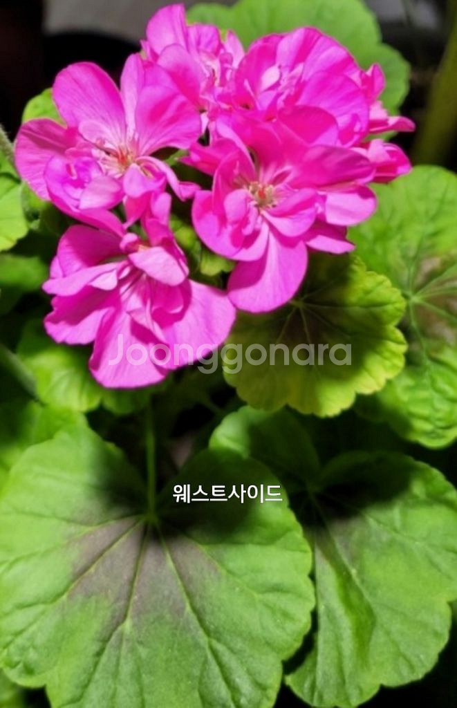 제라늄 웨스트사이드 팬시제라늄 중대품0.5--3