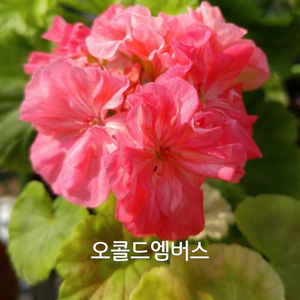제라늄 오콜드엠버스0.5