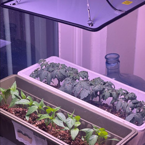 식물등 / 식물성장등 / 식물 LED / 풀스펙트럼조명