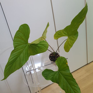 안스리움 바라오아넘 발라오아넘