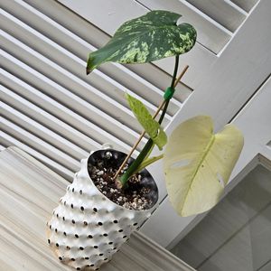 몬스테라 민트 화이트티얼스 (Monstera White
