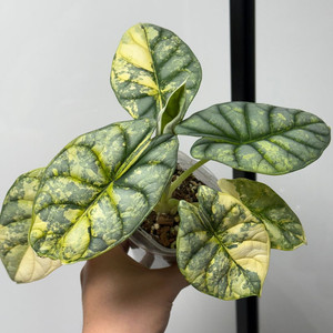 실버드래곤 바리에가타 '아우레아' 무늬천재 모주급 분양