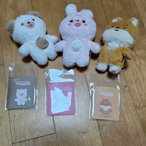 데이식스 데니멀즈 쁘띠멀즈 케필돈 + 대구막콘 포카