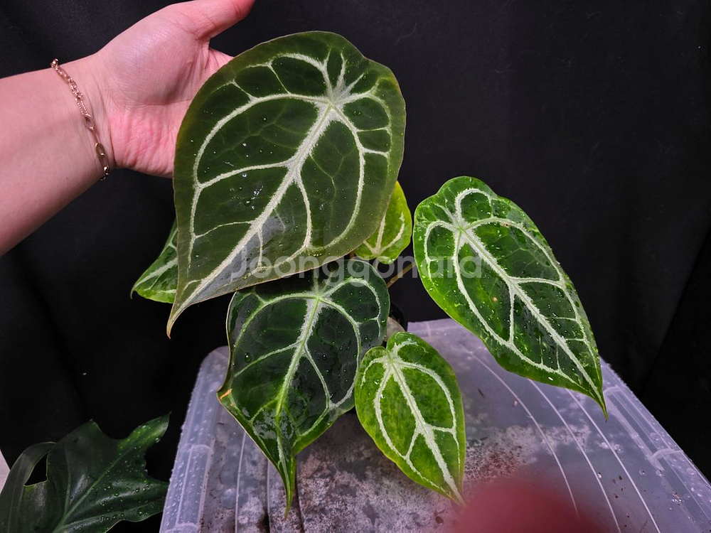 안스리움 크리스탈호프 x 킹클라리네비움--0