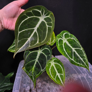 안스리움 크리스탈호프 x 킹클라리네비움