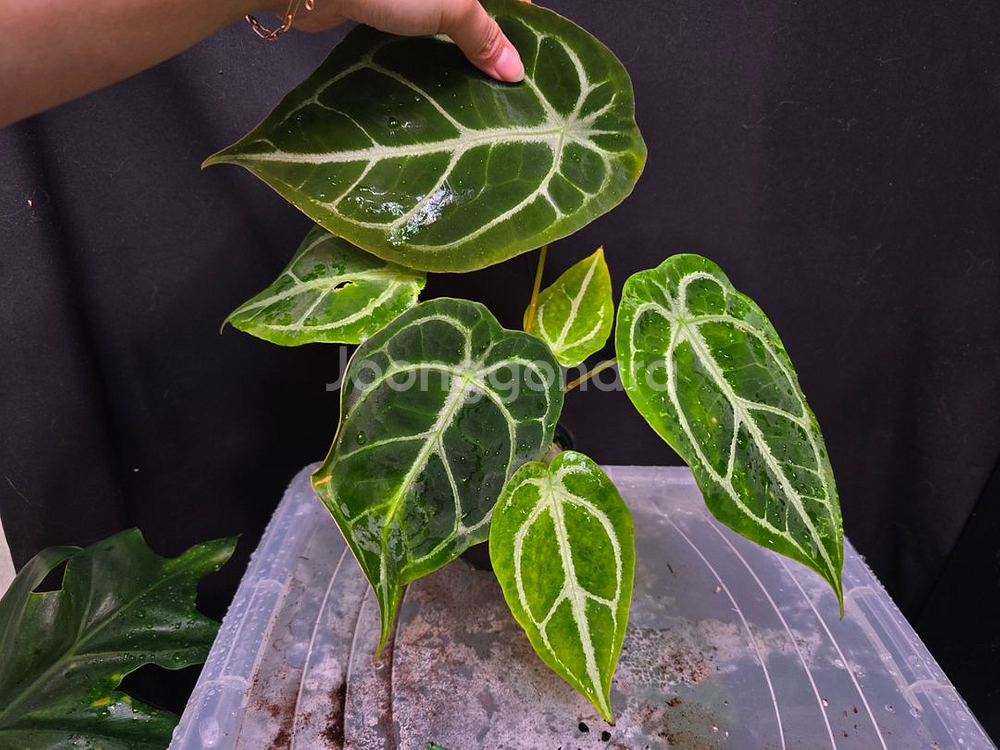 안스리움 크리스탈호프 x 킹클라리네비움--2