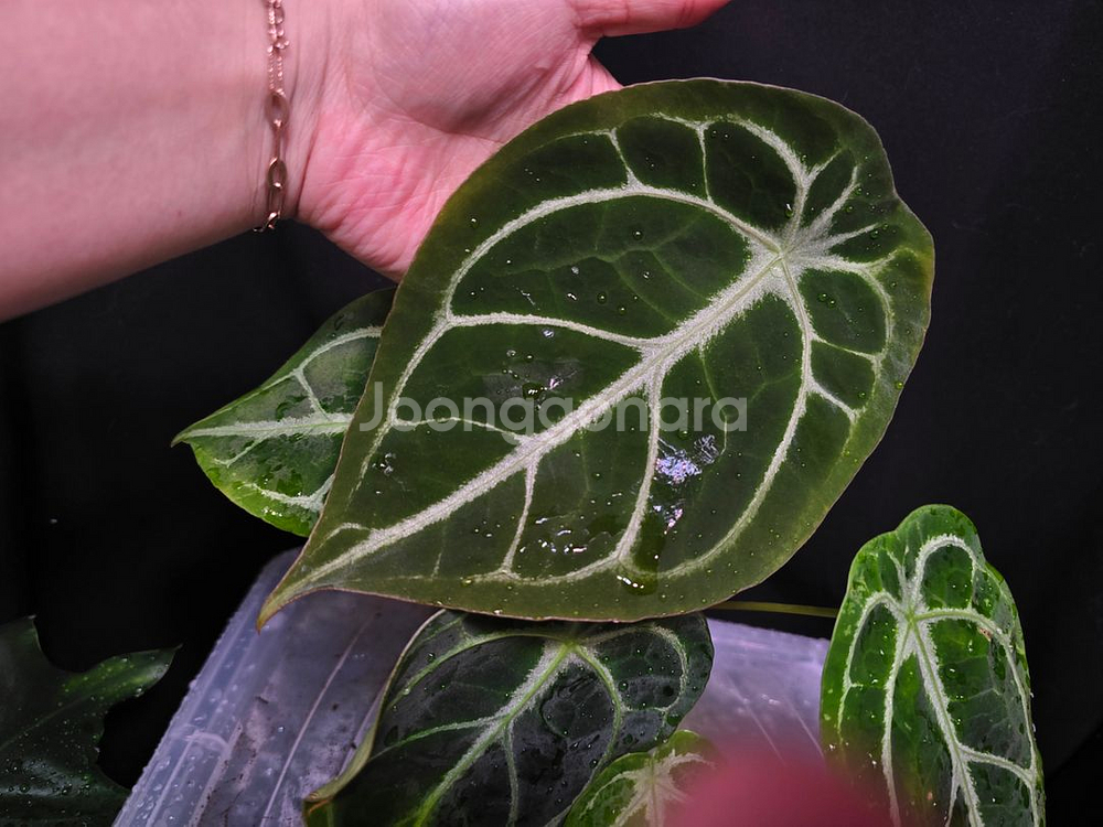 안스리움 크리스탈호프 x 킹클라리네비움--1