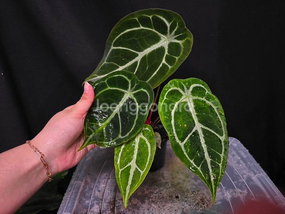 안스리움 크리스탈호프 x 킹클라리네비움--4