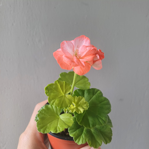 제라늄 사랑별빛