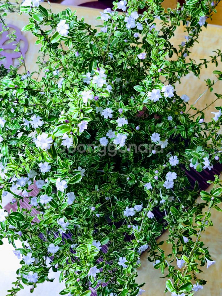 10년이상 분 생활 백정화나무 화초 식물 원예--3