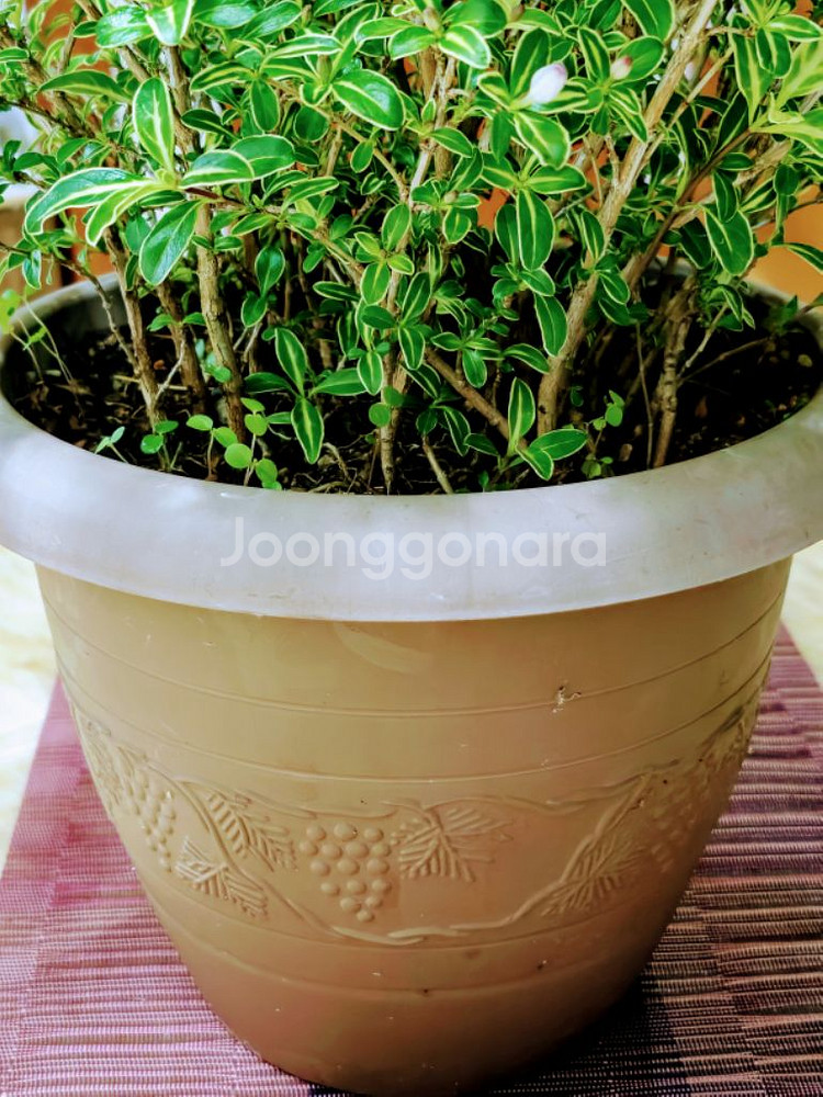 10년이상 분 생활 백정화나무 화초 식물 원예--1