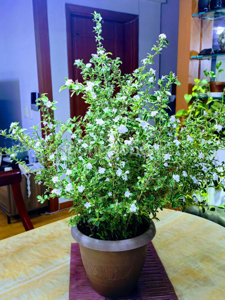 10년이상 분 생활 백정화나무 화초 식물 원예--0