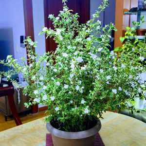 10년이상 분 생활 백정화나무 화초 식물 원예