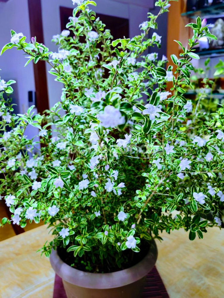 10년이상 분 생활 백정화나무 화초 식물 원예--2