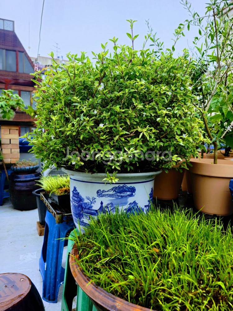 10년이상 분 생활 백정화나무 화초 식물 원예--4