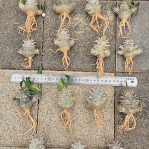 에버넘 Pachypodium Eburneum