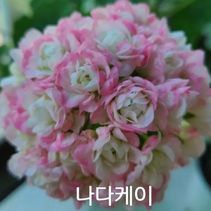 제라늄 나다케이 (스타브나다케이)중품0.45