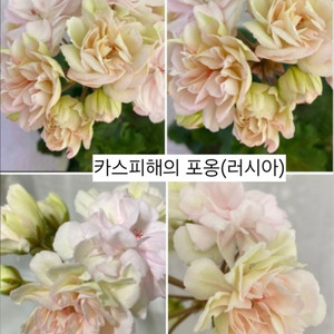 카스피해의 포옹 제라늄