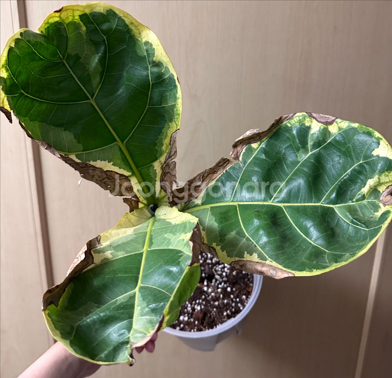 무늬 떡갈고무나무--0