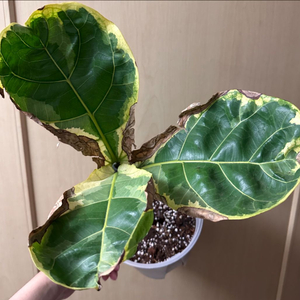 무늬 떡갈고무나무