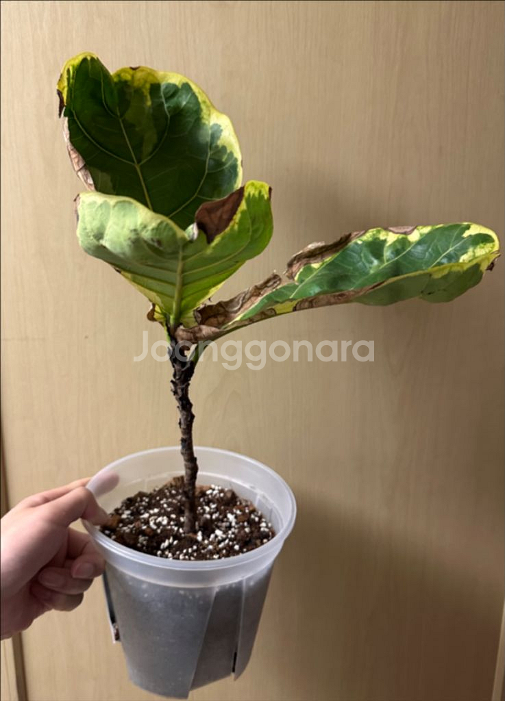 무늬 떡갈고무나무--1